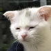 사진 설명
