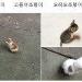 사진 설명