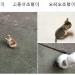 사진 설명